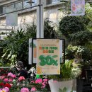 케이-땡큐할인마트 | [일산 꽃시장] 한국화훼농협 케이플라워 대화점 | 식집사 취향저격 봄꽃행사 후기