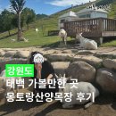 태백 가볼만한곳 몽토랑산양목장, 제빵소 양 먹이주기 체험 후기