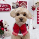 댕댕이 미용살롱 이미지