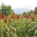 노방(안노방) 이미지