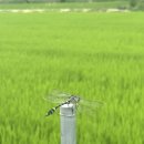 여주-0725 네이버블로그