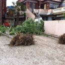 가로수약국 이미지