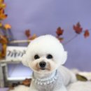 까까뿌숑 이미지