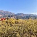 원좌회관 | 2024 구례 산수유 축제 구례 산수유마을 개화 시기 먹거리 주차