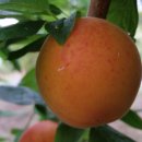 이수준 농장 이미지