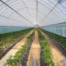 팔봉농원 이미지