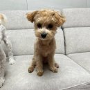 라이브펫 | <프리미어 펫 케어 브랜드 라이브펫> 관절영양제, 프로바이오틱스 체험단 후기