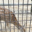 쉼터사슴농장 이미지