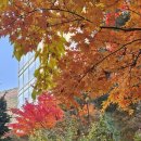 CU 서울대관정도서관점 | 임신23주차_숨은 단풍명소 서울대 11월 단풍구경 (주차비 정보, 투썸플레이스)