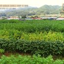 송림유치원 이미지