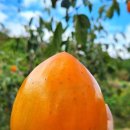 서기농장 이미지