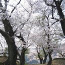 임실 덕치초등학교 벚꽃 이미지