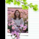 맵시 Daum카페