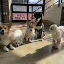 펫하우스(애견샵) 이미지