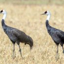 두루미네 이미지