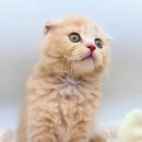 야옹아 멍멍해봐 아산점 이미지