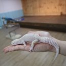 ♥주니어동물교실-청금강앵무, 레오파드케코도마뱀♥ 이미지