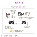 창원고양이미용 무냥무냥 이미지
