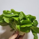 안정농장 | 주은농장 스프링살랏 구성 정리｜매일 챙겨먹는 아침 샐러드 내돈내산 후기