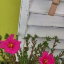 백화화원 이미지