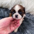 댕댕 일번가 이미지