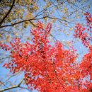 210033 | 중국 난징 단풍으로 물든 치샤산 : 栖霞山风景区