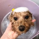 참견(犬) | 미사애견미용 반려견미용실 참견[犬] 푸들 양컷미용