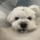 닥터표 동물병원 이미지