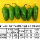 피클용 고추 여름전정으로 소득증대 /방울토마토 타원형 시대 열리나 /영농포인트-여름철 사과밭 물관리 /사과·배 햇볕뎀피해 ‘유의’..ok.ok, 이미지