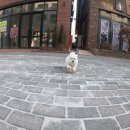 밀크독 켄넬 앤 카페 강아지분양 하남미사점 | 강남강아지분양 가족찾기 브이로그!