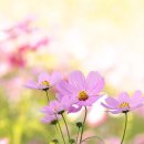 코스모스 민박 이미지