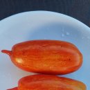 디폴리