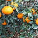 관우농장 이미지