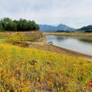 옥정 왕벚나무길 이미지