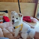 디디동물병원 이미지