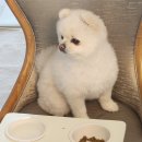 행복한 식탁 이미지