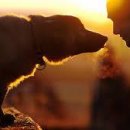 광양동물메디컬센터 이미지