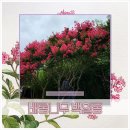 서변중학교 | 대구 배롱나무 백일홍 개화시기 명소 하목정 외 14