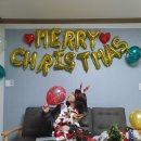 룰루 애견샵 이미지