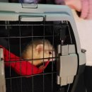 개 친절 펫택시 이미지