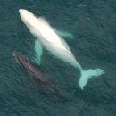 하얀고래 이미지