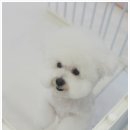 동글하개 네이버블로그