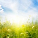 하얀민들레 이미지