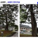 순흥의 연리지송 이미지