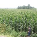 광동농장 이미지