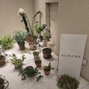 3076 | 김포 오로르 분위기 좋은 레스토랑 룸 이용 후기! 무려 8가지 메뉴 솔직 후기 + 꿀팁까지