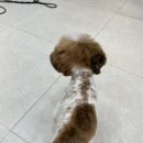 펫그리다 이미지