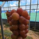 해찬농장 이미지