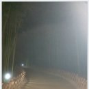 대숲여행 이미지