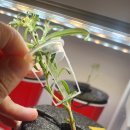 마리초등학교 | 로즈마리 물꽂이로 살려보자! 죽어가던 로즈마리 수경재배로 뿌리 내린 후기